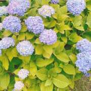 ヒメ日記 2026/06/01 07:14 投稿 ひとみ 桃李（とうり）