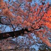 ヒメ日記 2026/03/30 15:52 投稿 はるな 桃李（とうり）