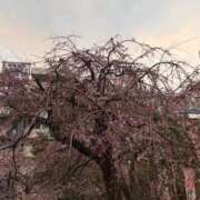 ヒメ日記 2026/03/20 20:08 投稿 月乃ここあ クラブブレンダ東京池袋店