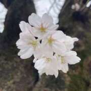 ヒメ日記 2026/03/20 15:01 投稿 芹（セリ） アバンチュール(五反田)