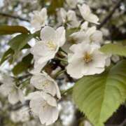 ヒメ日記 2026/04/01 08:31 投稿 芹（セリ） アバンチュール(五反田)