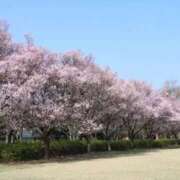 ヒメ日記 2026/04/02 16:28 投稿 まつり 川越おかあさん