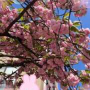 ヒメ日記 2026/04/13 13:38 投稿 まつり 川越おかあさん