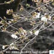 ヒメ日記 2026/03/19 14:56 投稿 まつり 西川口おかあさん