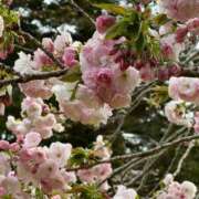 星野もも 明日出勤します? 五十路マダムエクスプレス豊橋店（カサブランカグループ）