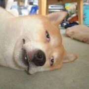 ヒメ日記 2026/04/03 22:26 投稿 しろ 上野ハンドメイド