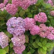 ヒメ日記 2026/07/04 11:00 投稿 新人　こむぎ MADAME Luxe