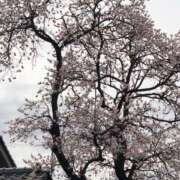 ヒメ日記 2026/04/02 02:07 投稿 れむ 福島郡山ちゃんこ