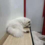 ヒメ日記 2026/04/07 14:32 投稿 あんな スピード梅田店