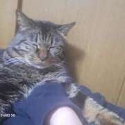 ヒメ日記 2026/03/17 17:50 投稿 あゆ ちゃんこ大阪伊丹空港豊中店