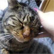 ヒメ日記 2026/03/29 20:32 投稿 あゆ ちゃんこ大阪伊丹空港豊中店