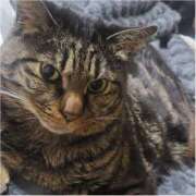 ヒメ日記 2026/04/01 18:41 投稿 あゆ ちゃんこ大阪伊丹空港豊中店