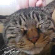 ヒメ日記 2026/04/13 23:18 投稿 あゆ ちゃんこ大阪伊丹空港豊中店