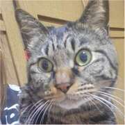 ヒメ日記 2026/04/17 01:52 投稿 あゆ ちゃんこ大阪伊丹空港豊中店