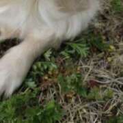 ヒメ日記 2026/03/30 23:59 投稿 りんか 兵庫加東小野ちゃんこ