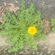 ヒメ日記 2026/04/02 14:16 投稿 りんか 兵庫加東小野ちゃんこ