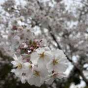 ヒメ日記 2026/04/02 21:43 投稿 ゆきな CLUB DEEP 博多