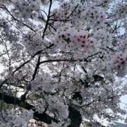 ヒメ日記 2026/04/02 18:46 投稿 しのん ぐっすり山田　池袋店