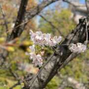 ヒメ日記 2026/03/27 12:50 投稿 まりえ 熟女総本店 堺東店