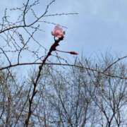 ヒメ日記 2026/03/28 17:23 投稿 まりえ 熟女総本店 堺東店