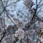 ヒメ日記 2026/03/31 15:35 投稿 まりえ 熟女総本店 堺東店