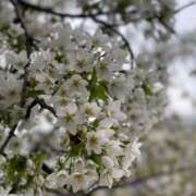 ヒメ日記 2026/04/03 09:41 投稿 まりえ 熟女総本店 堺東店