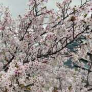 ヒメ日記 2026/04/07 15:10 投稿 まりえ 熟女総本店 堺東店