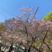 ヒメ日記 2026/04/08 15:45 投稿 まりえ 熟女総本店 堺東店