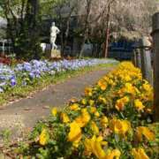 ヒメ日記 2026/04/18 08:46 投稿 まりえ 熟女総本店 堺東店