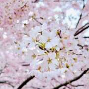 ヒメ日記 2026/04/08 12:10 投稿 さらさ モアグループ小山人妻花壇