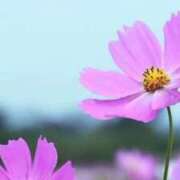 ヒメ日記 2026/04/29 15:21 投稿 みな 愛知弥富ちゃんこ