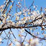 ヒメ日記 2026/03/15 13:05 投稿 ましろ 熟女の風俗最終章 錦糸町店