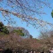 ヒメ日記 2026/03/22 13:05 投稿 ましろ 熟女の風俗最終章 錦糸町店