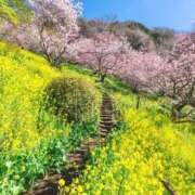 ヒメ日記 2026/03/29 09:50 投稿 ましろ 熟女の風俗最終章 錦糸町店