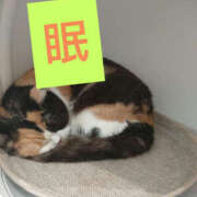 ヒメ日記 2026/03/17 12:26 投稿 篠田 熟女待機所 厚木店