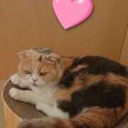 ヒメ日記 2026/03/21 15:26 投稿 篠田 熟女待機所 厚木店