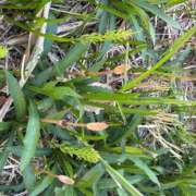 ヒメ日記 2026/03/25 00:19 投稿 Megumi Niiyama ELEGANT－エレガント－