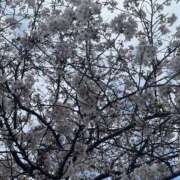 ヒメ日記 2026/03/31 18:51 投稿 Megumi Niiyama ELEGANT－エレガント－
