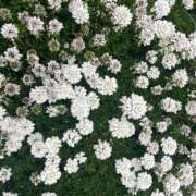 ヒメ日記 2026/05/06 09:28 投稿 Megumi Niiyama ELEGANT－エレガント－