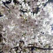 ヒメ日記 2026/04/03 05:46 投稿 優姫【ゆうき】 輝女