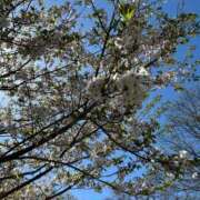 ヒメ日記 2026/04/08 14:29 投稿 夏風 みゆう 人妻セレブ宮殿