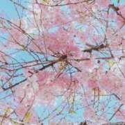 ヒメ日記 2026/03/27 15:33 投稿 新人かや 奥様メモリアル