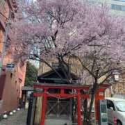 新人かや さくら🌸 奥様メモリアル