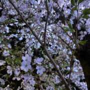 ヒメ日記 2026/04/17 15:03 投稿 新人かや 奥様メモリアル