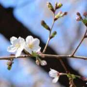 ヒメ日記 2026/03/24 12:19 投稿 ふたば 熟女家 京橋店