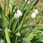 ヒメ日記 2026/04/04 09:16 投稿 ふたば 熟女家 京橋店