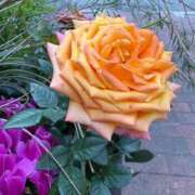 ヒメ日記 2026/04/08 09:16 投稿 ふたば 熟女家 京橋店