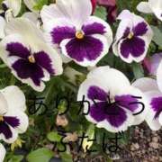 ヒメ日記 2026/04/22 22:20 投稿 ふたば 熟女家 京橋店