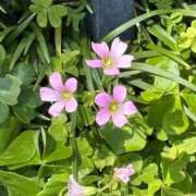ヒメ日記 2026/05/17 10:26 投稿 ふたば 熟女家 京橋店