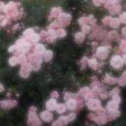 ヒメ日記 2026/04/12 17:05 投稿 はく♡超絶技巧ローションの魔術師 富山で超絶可愛いコスパ最強激安デリヘル・モッコリ高岡店